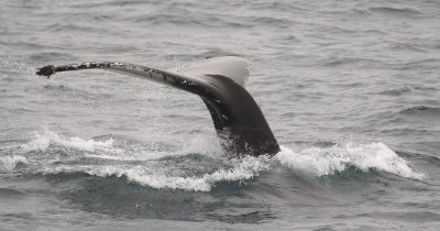 Fin Whale & Humpback Whale