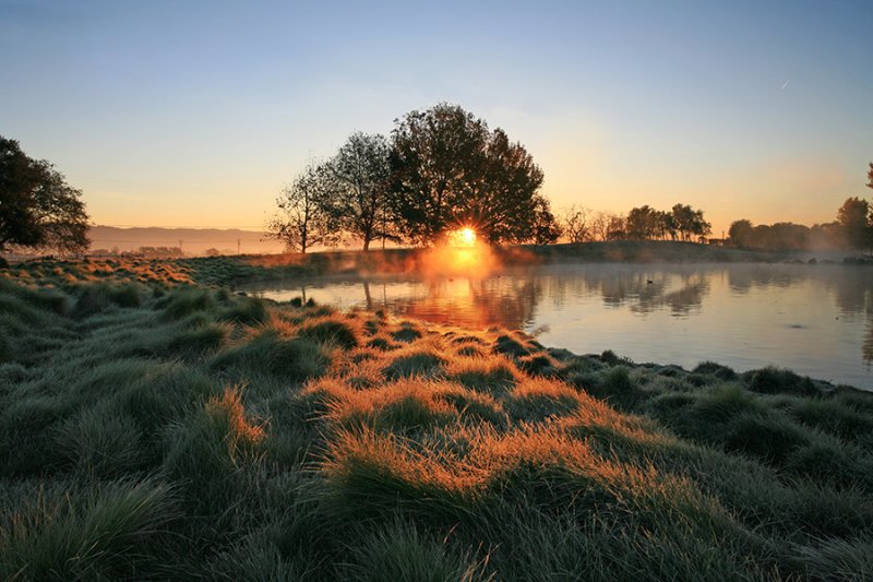 Frosted Grass.jpg