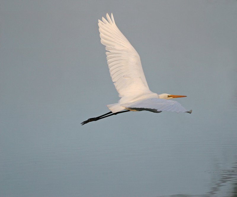Egret-in-Flight-CWS.jpg