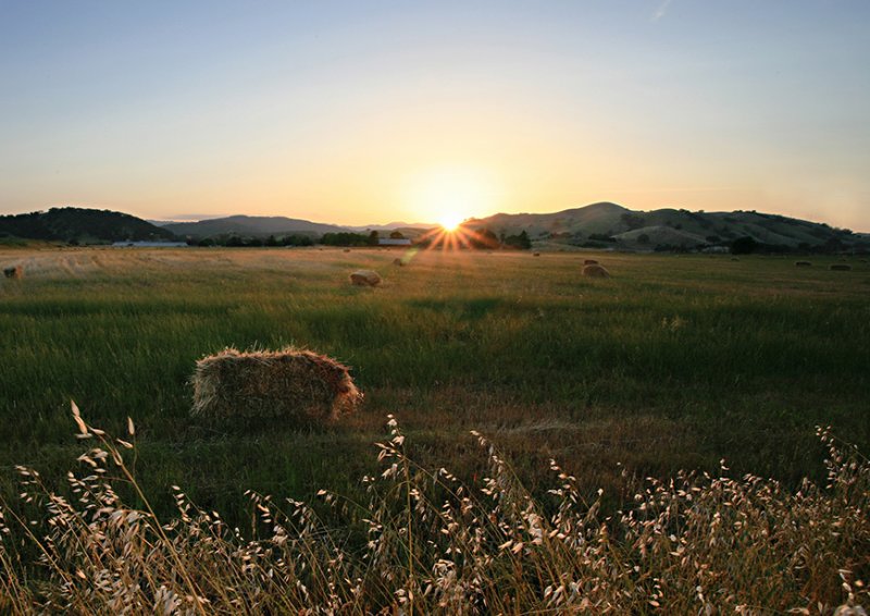 First Hay Cutting.jpg