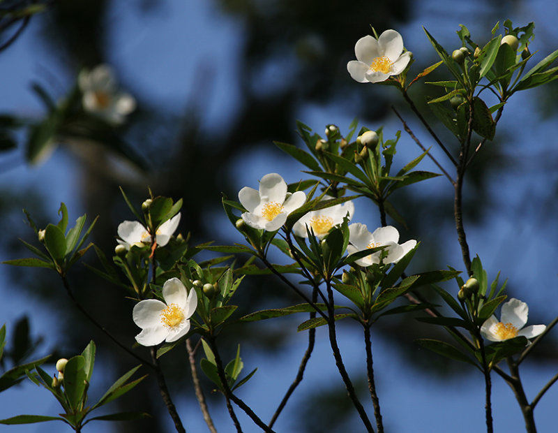 Loblolly Bay Tree Blossoms