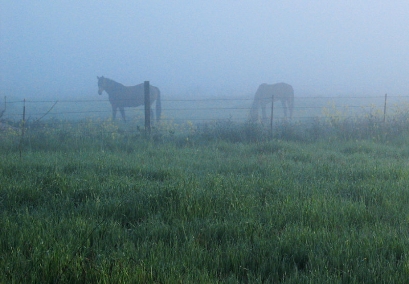 Foggy-Morning-Vignette-W.jpg