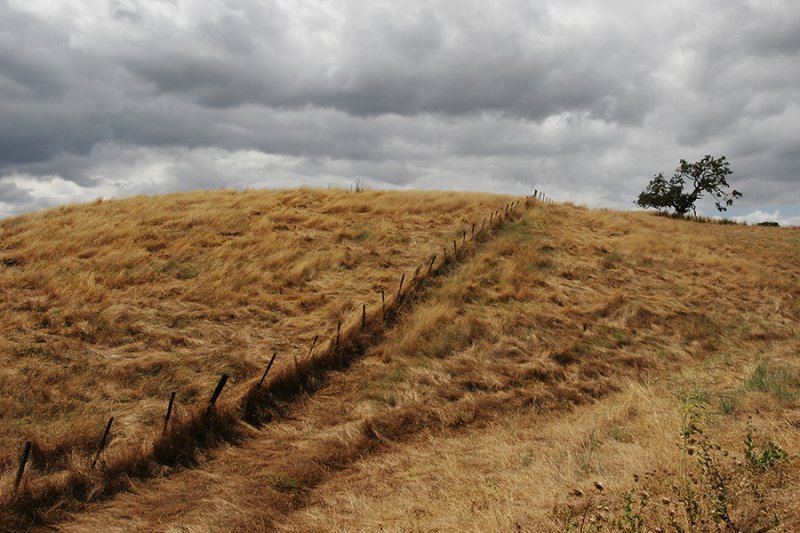 Fence Line.jpg