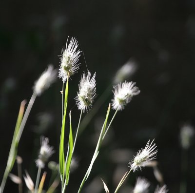 Summer Grasses-7
