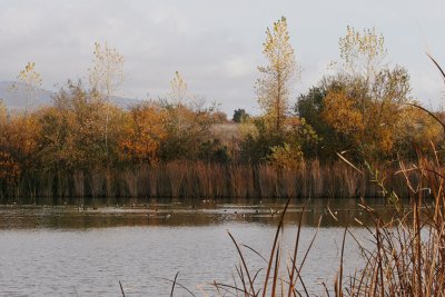 Fall Wetlands.jpg