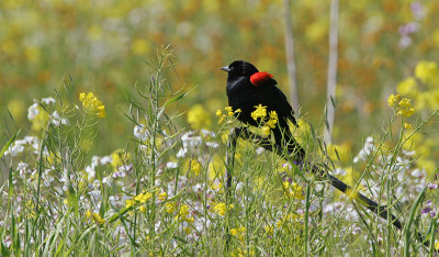 Redwing-Blackbird-S.jpg
