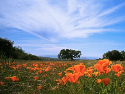 California Poppy Field