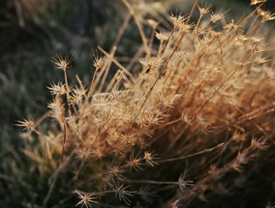 Glistening-Grasses-3