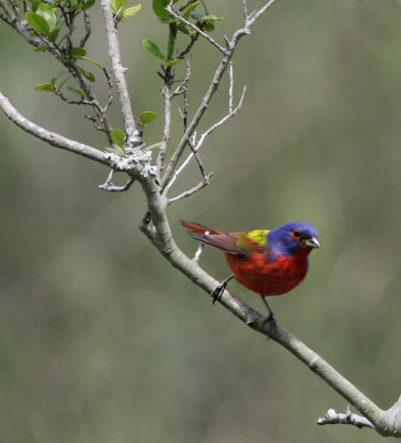 Painted Bunting 1