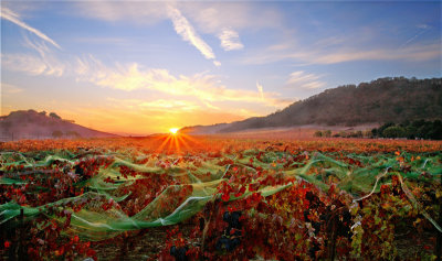 Vineyards