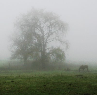 One Horse in Fog.jpg