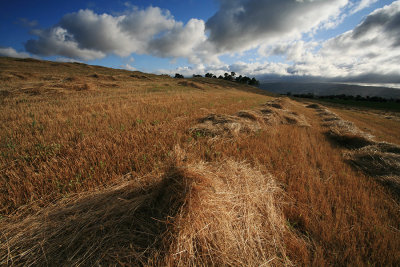 Hay-Field-WS.jpg