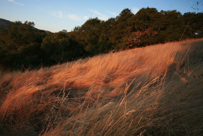 Autumn-Grass-WS.jpg