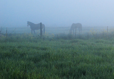 Foggy-Morning-Vignette-W.jpg
