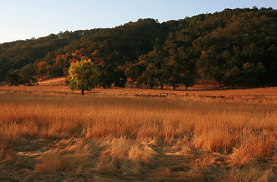 Early Fall Field.jpg