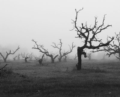 Fog Over Old Vineyard