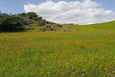 Wildflower Field.jpg