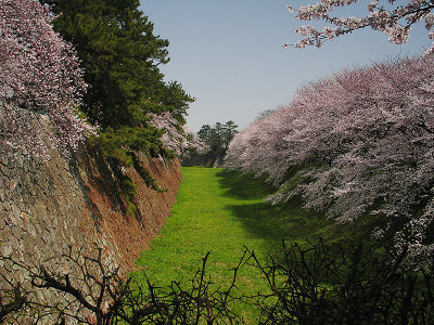 Cherry Blossoms over Moat   & Ramparts
