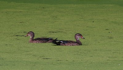 Bookend Wood Ducks