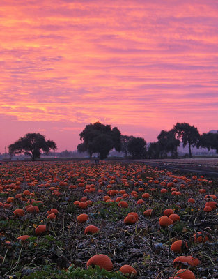 Pumpkin-Harvest-9 (unaltered colors)
