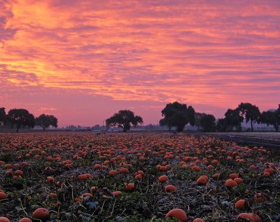 Pumpkin-Harvest-5(unaltered colors)