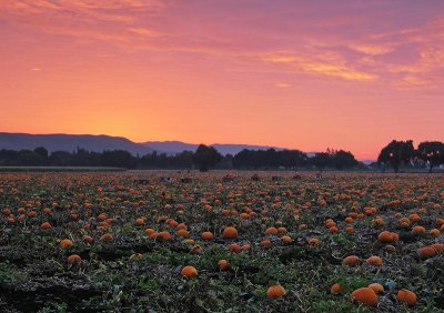 Pumpkin-Harvest-3 (unaltered colors)