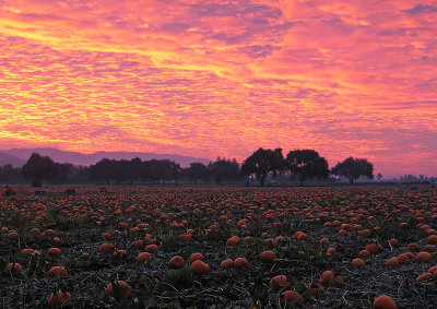 Pumpkin Fields