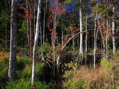 Autumn-in-the-Swamp-2.