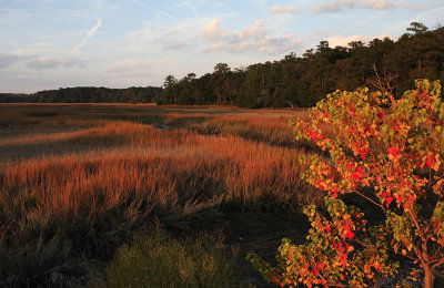 Autumn-Marsh-Scene-A1C.jpg
