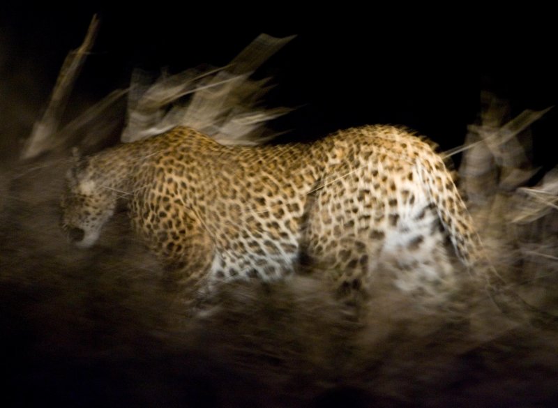 Leopard 2