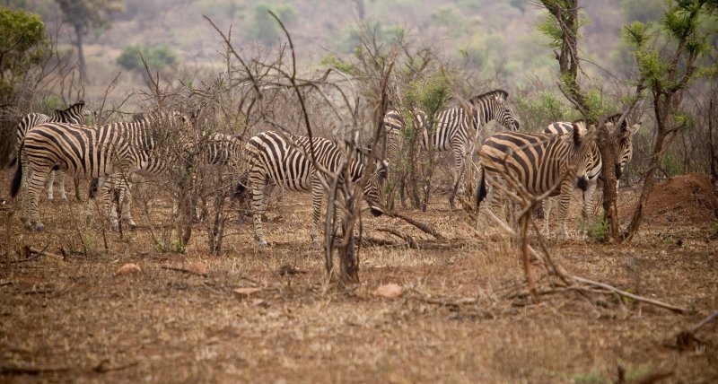 Zebra 1