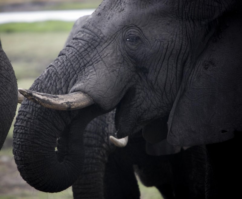 Botswana, Chobe NP 2