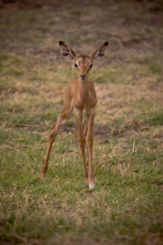 Impala 4