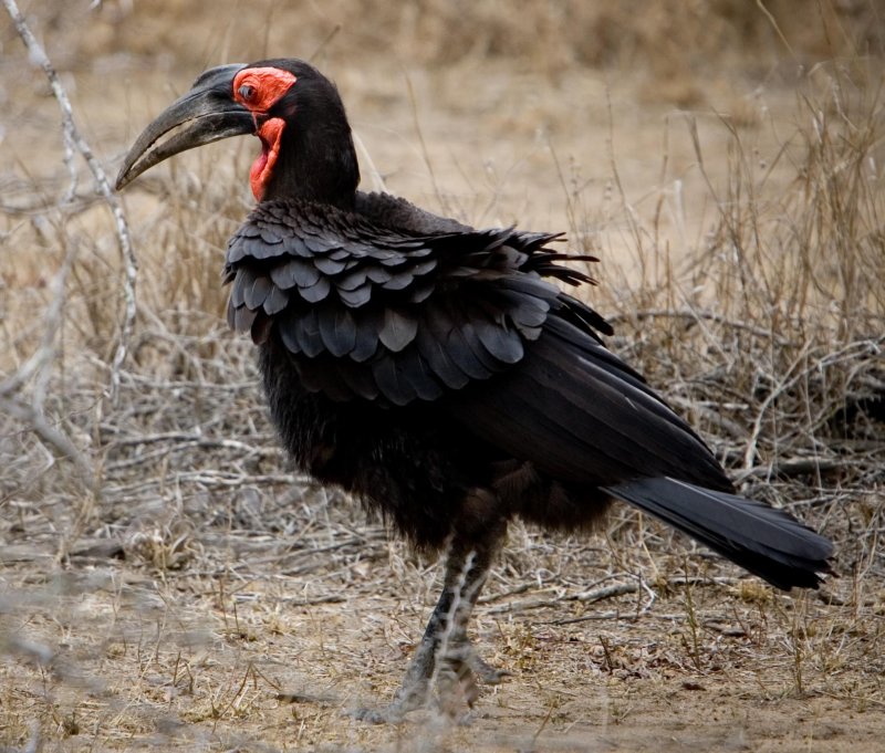 Kruger  NP, Gound Hornbil