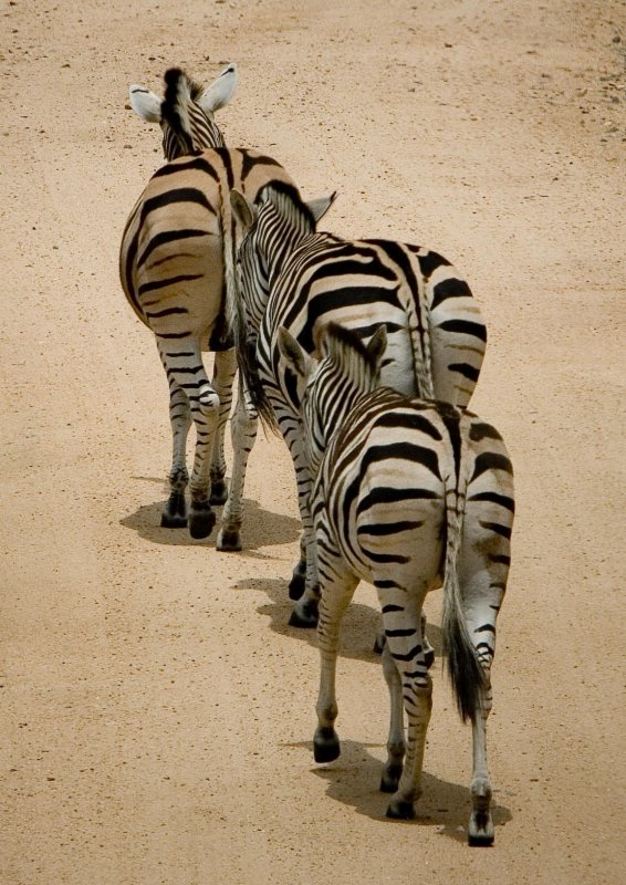 Kruger, Zebra 5