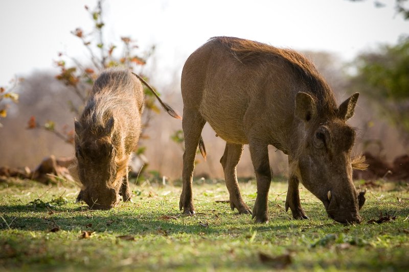 Zimbabwe, Wart Hog 1