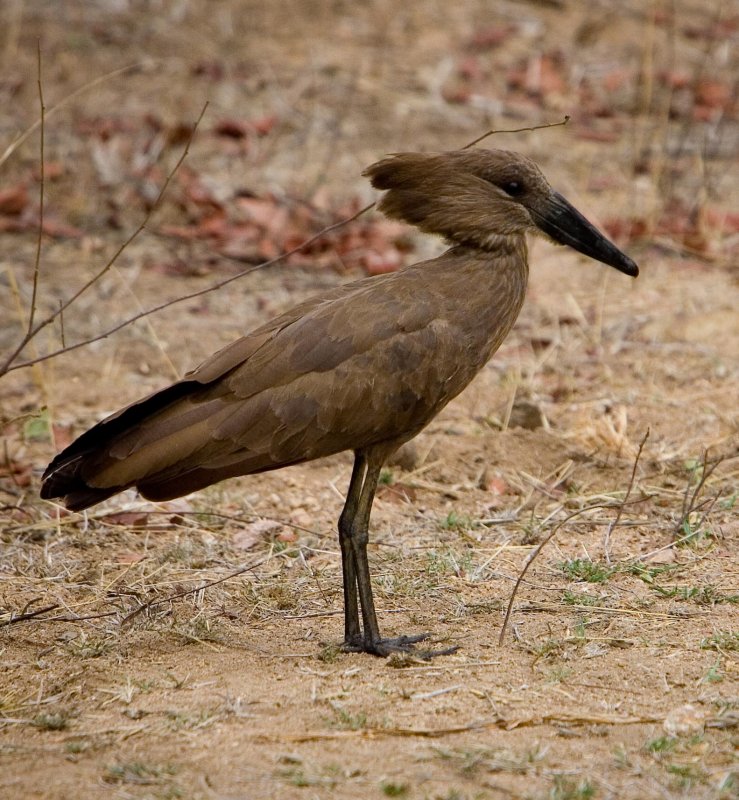 Kruger NP, Hammer Cop