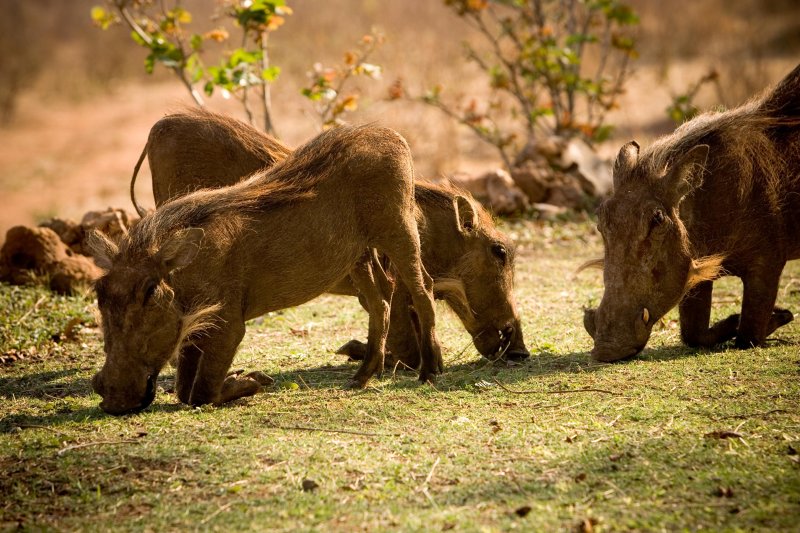 Zimbabwe, Wart Hog 2