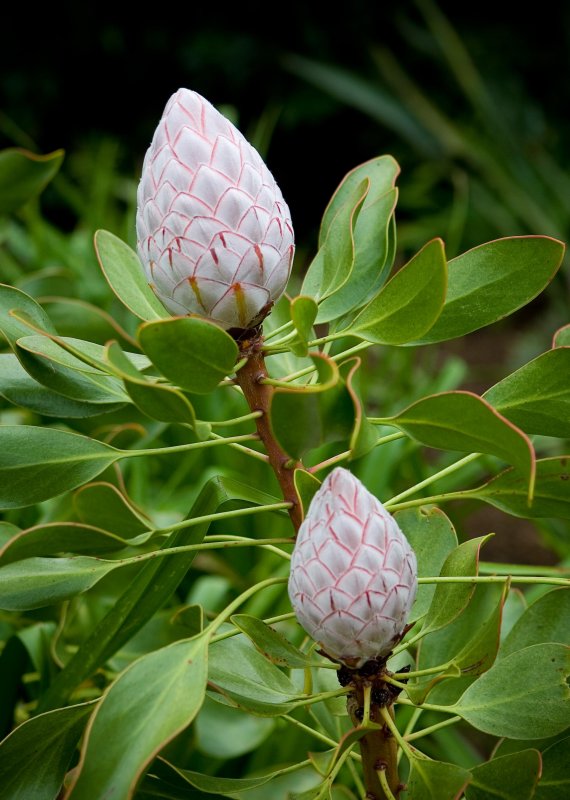 Giant Protea (Closed)