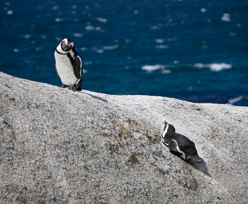 South Africa, Penguins