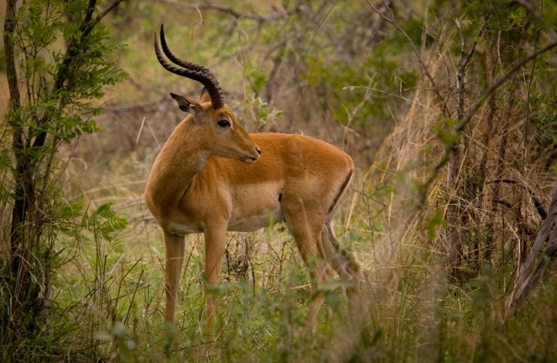 Impala 2