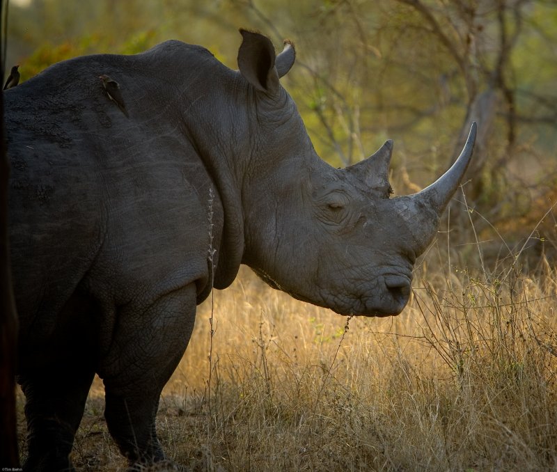 WhiteRhino