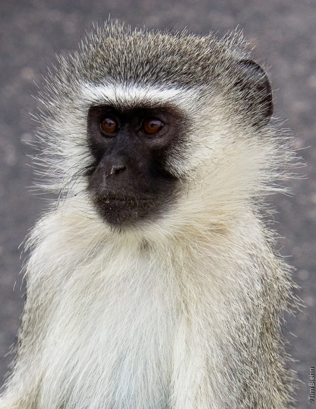 Vervet Monkey