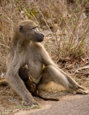 Baboon 2, Kruger NP