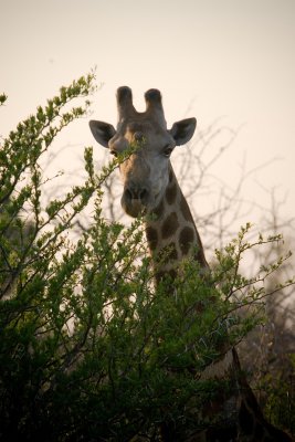 Giraffe 3