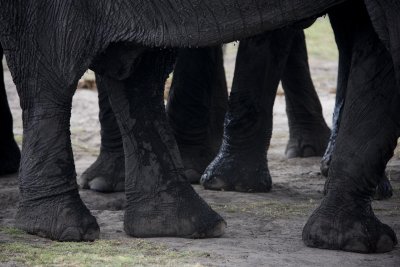 Botswana, Chobe NP (Big Feet)