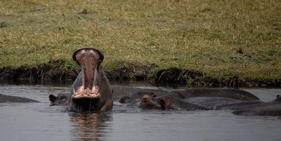 Botswana, Chobe NP, Hippo Yawn
