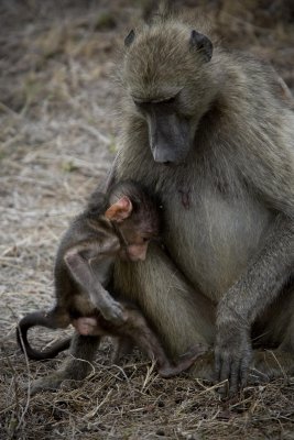 Baboon 5, Kruger NP