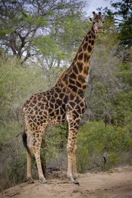  Giraffe 5, Kruger NP