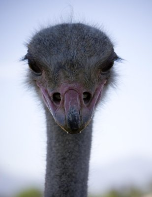 Ostrich Glare, South Africa
